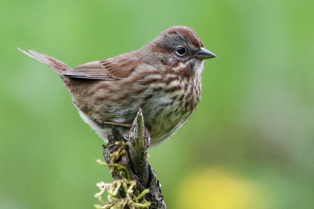 Song Sparrow - Becky Knight