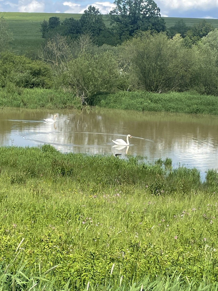 Échasse blanche - ML619235704