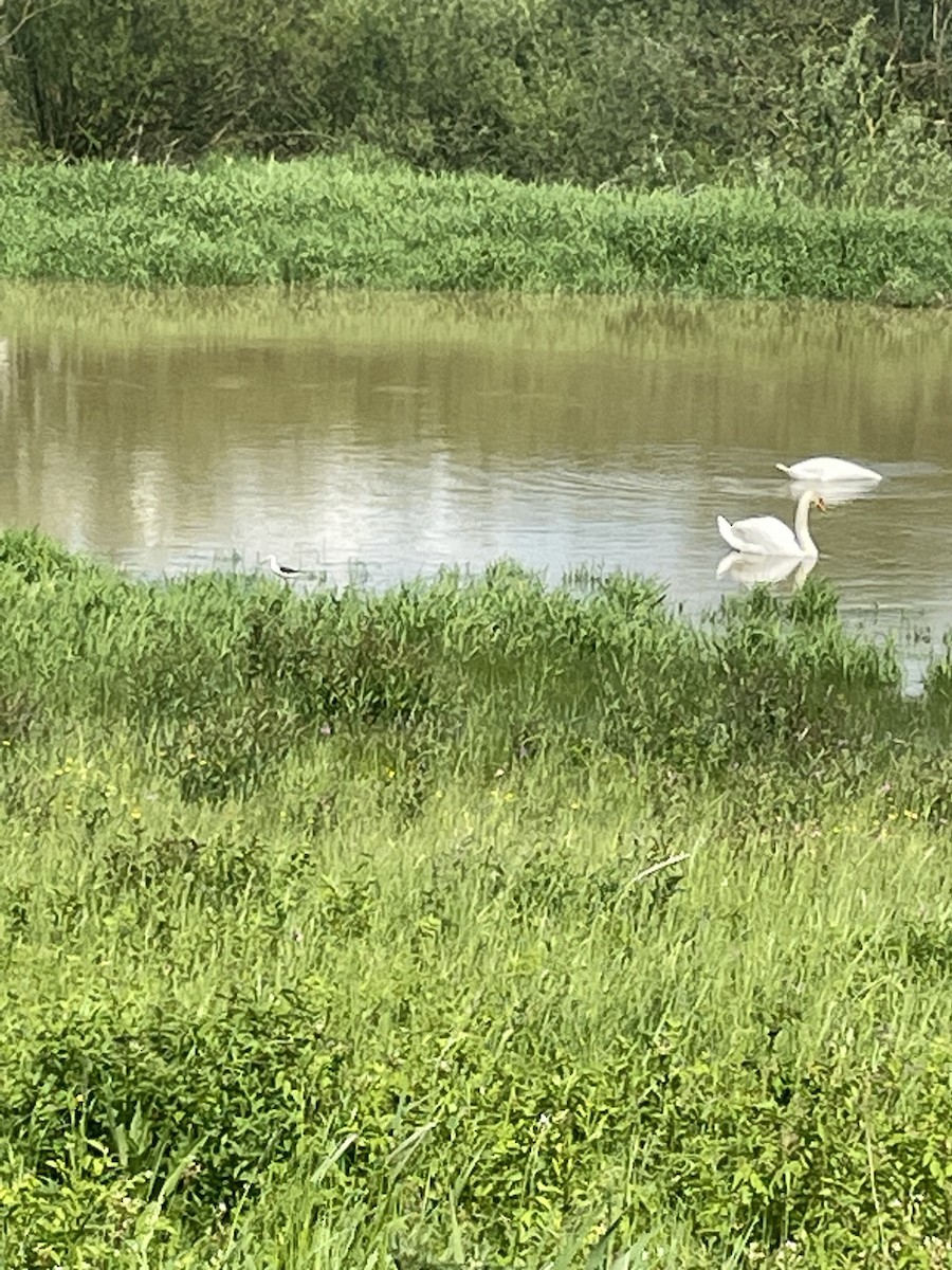 Black-winged Stilt - ML619235705