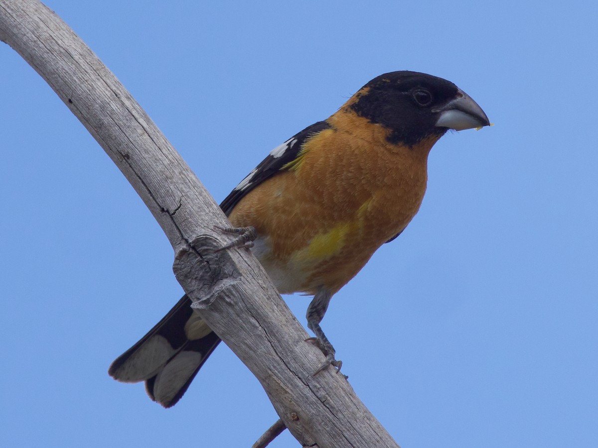 Black-headed Grosbeak - ML619235707