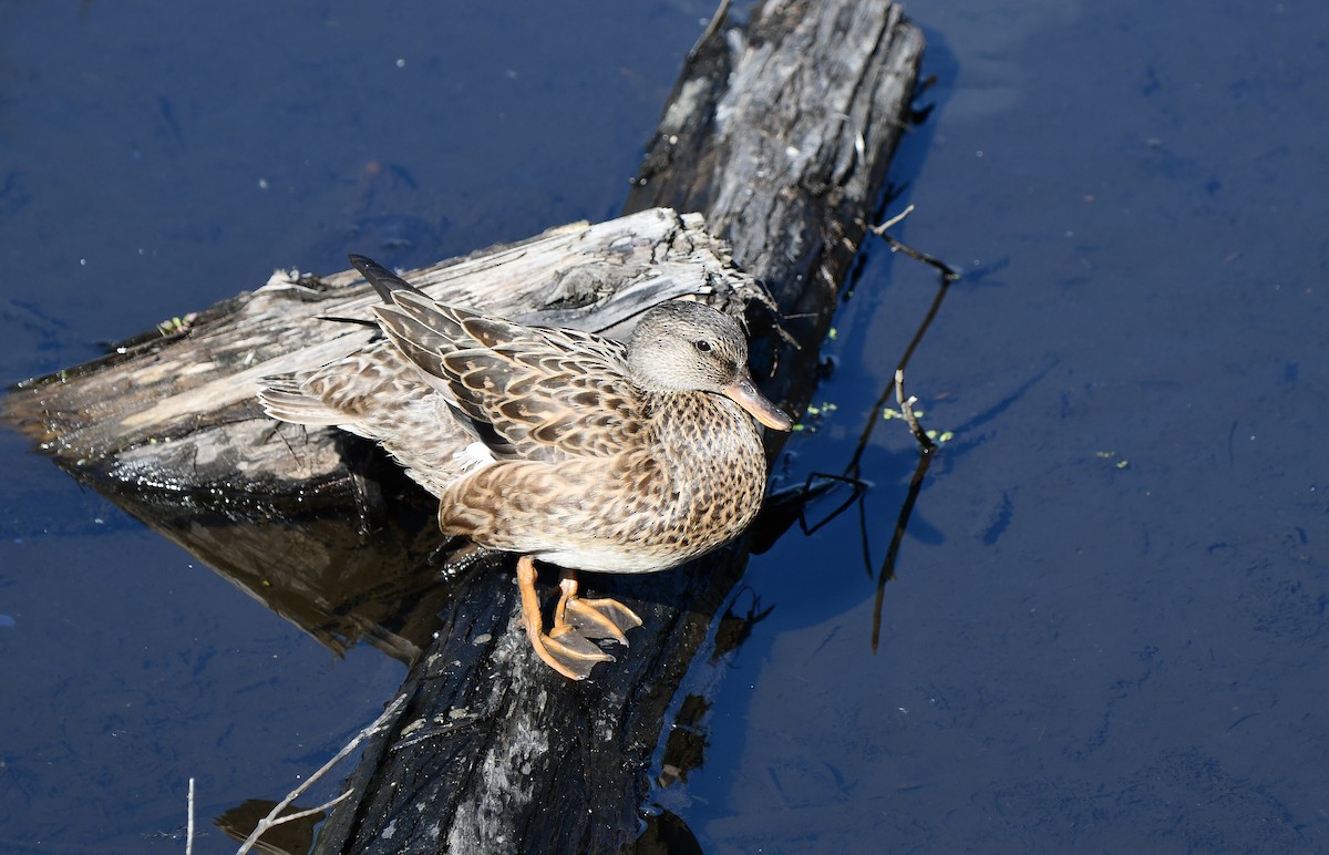 Gadwall - Carol Riddell