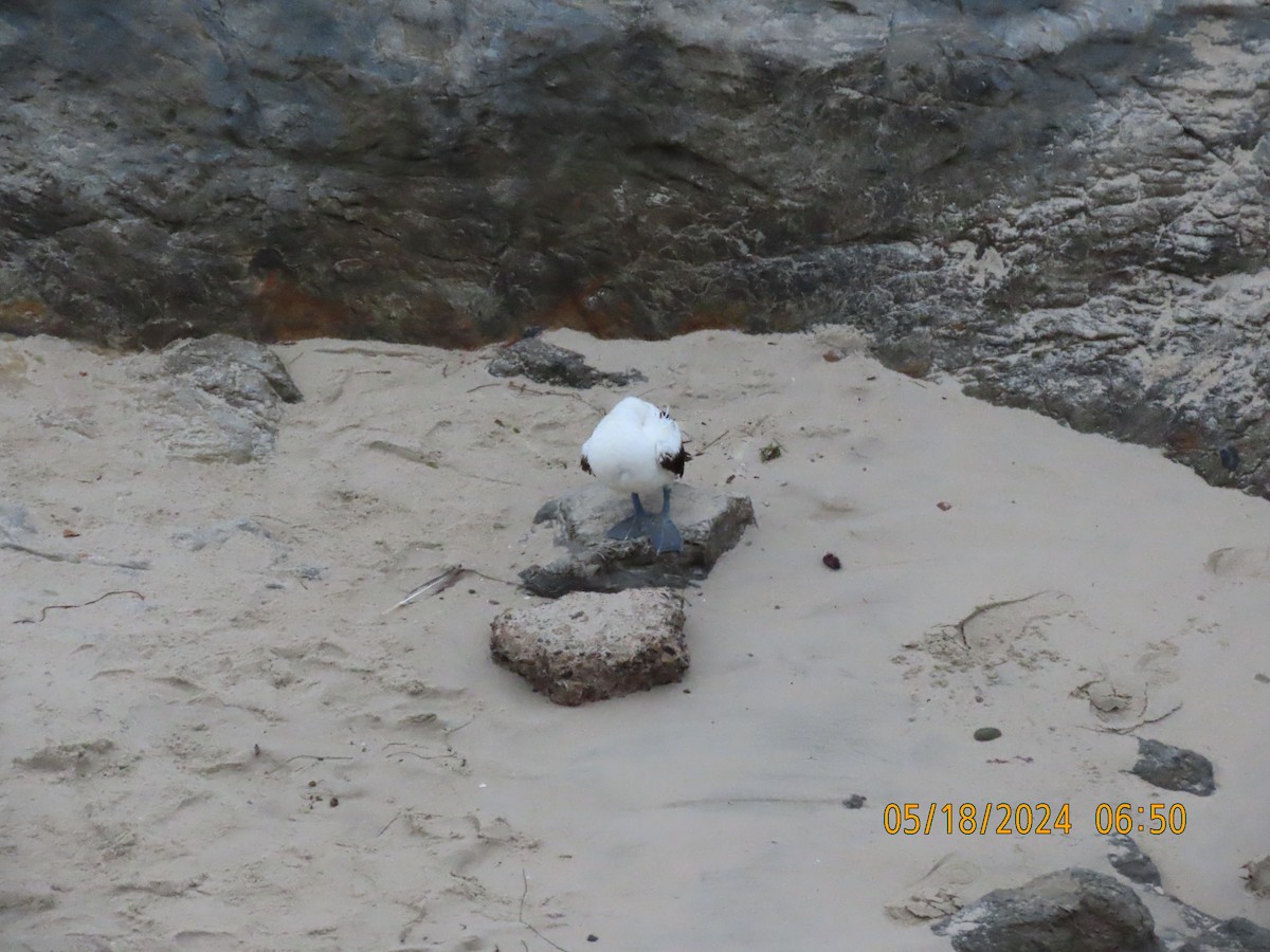 Masked Booby - ML619235736