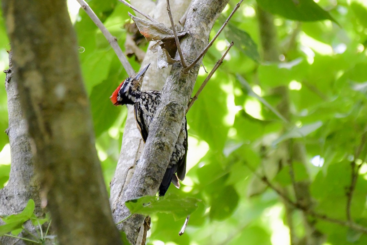 Common Flameback - ML619235738