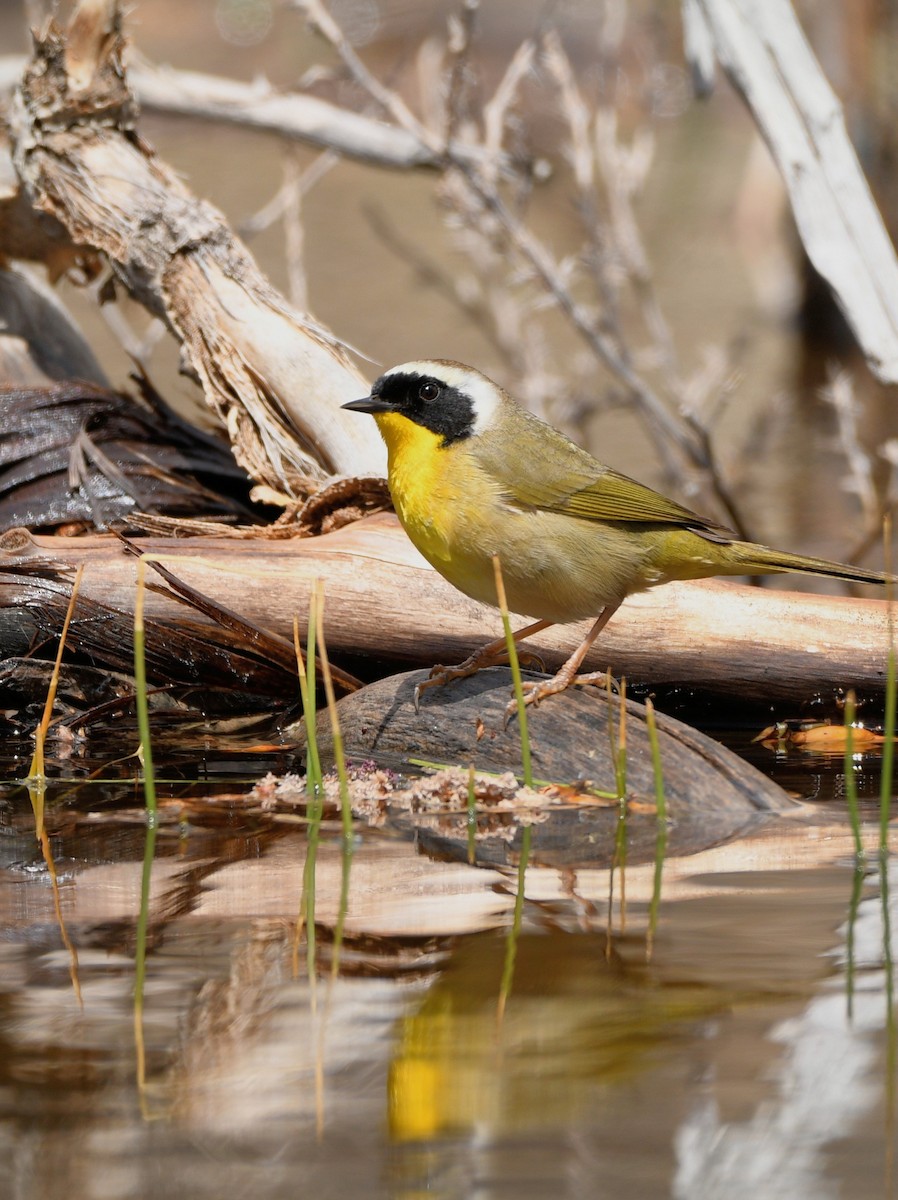 Common Yellowthroat - Jeff Gardner