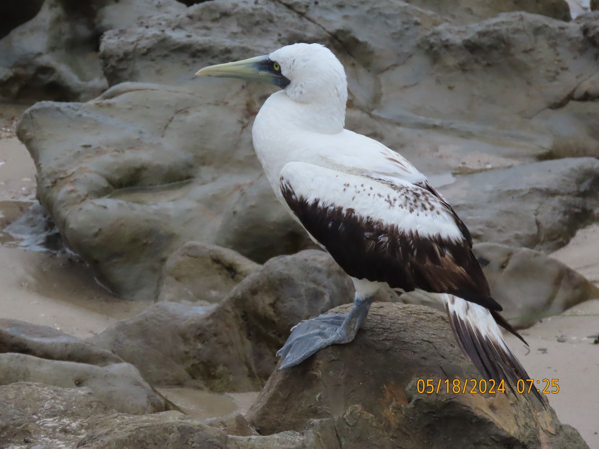 Masked Booby - Dawn Garcia