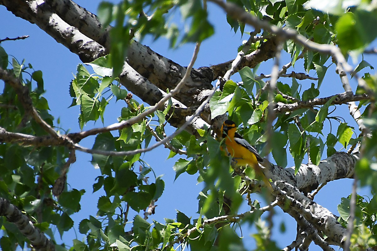 Bullock's Oriole - ML619235752