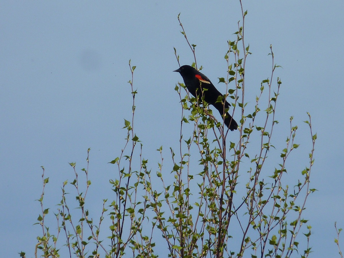 Red-winged Blackbird - ML619235768