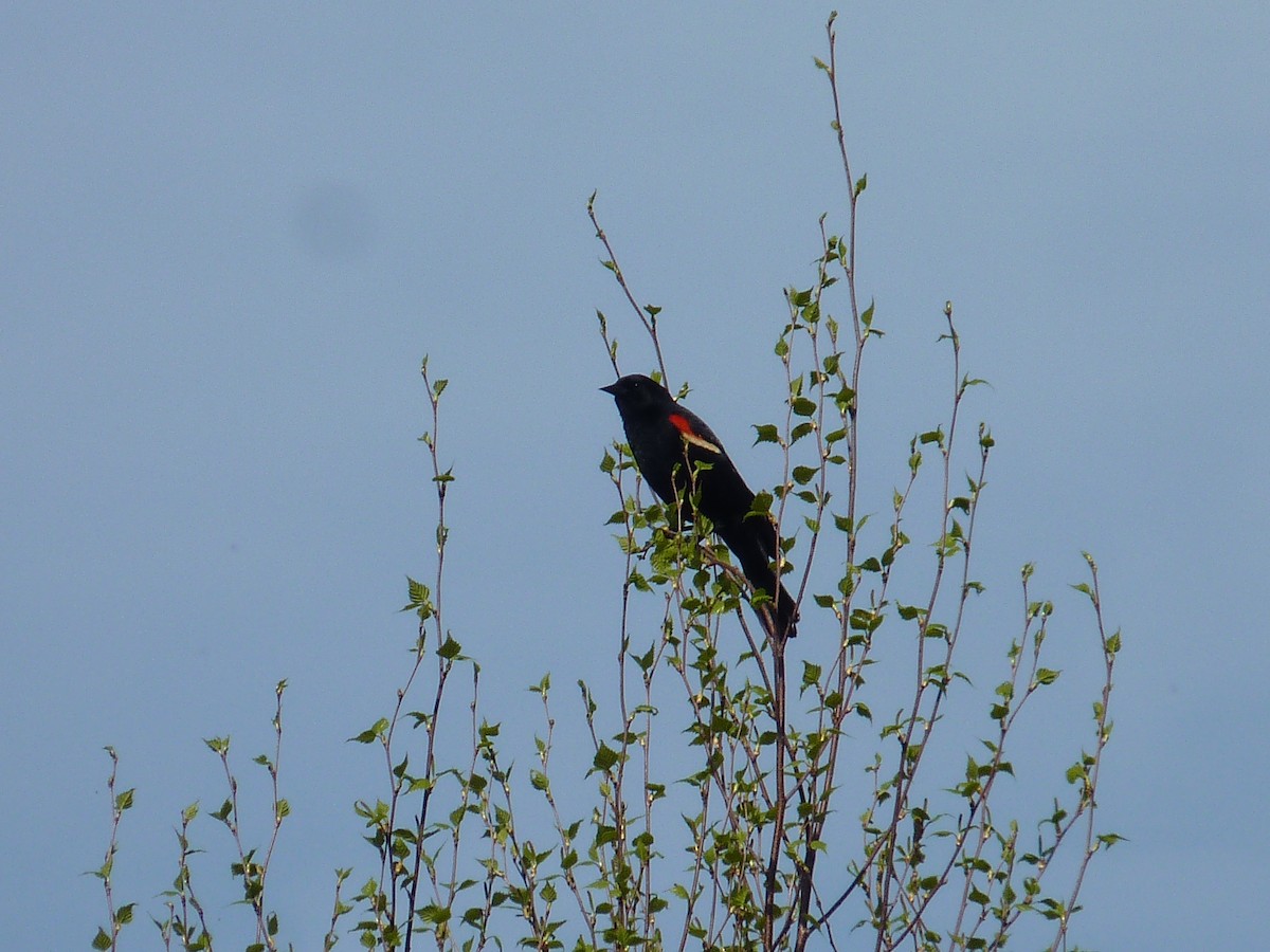 Red-winged Blackbird - ML619235770