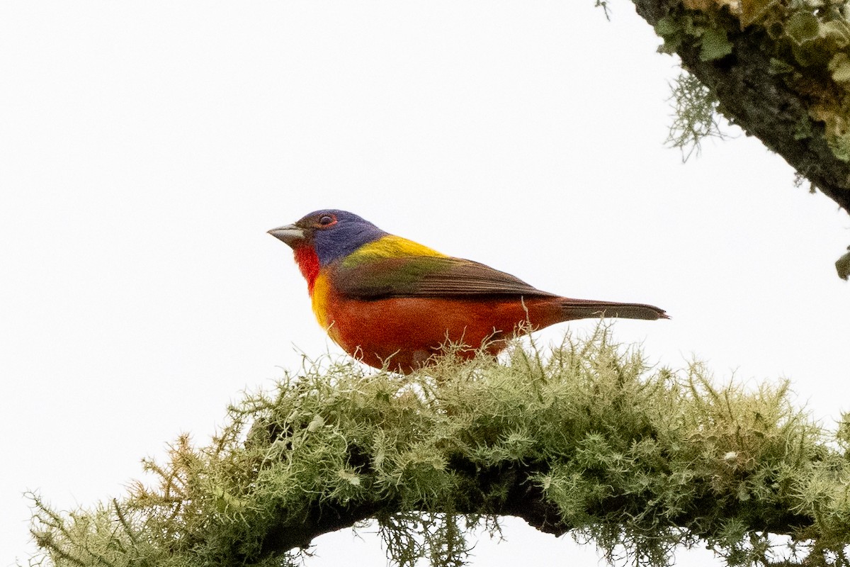 Painted Bunting - Mike Winck