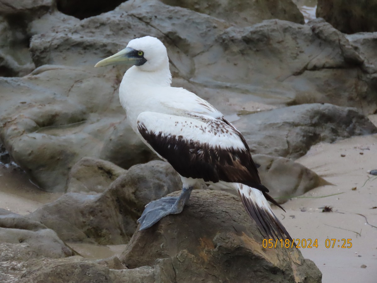 Masked Booby - Dawn Garcia