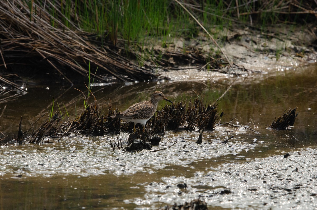 Pectoral Sandpiper - Josh Pendleton