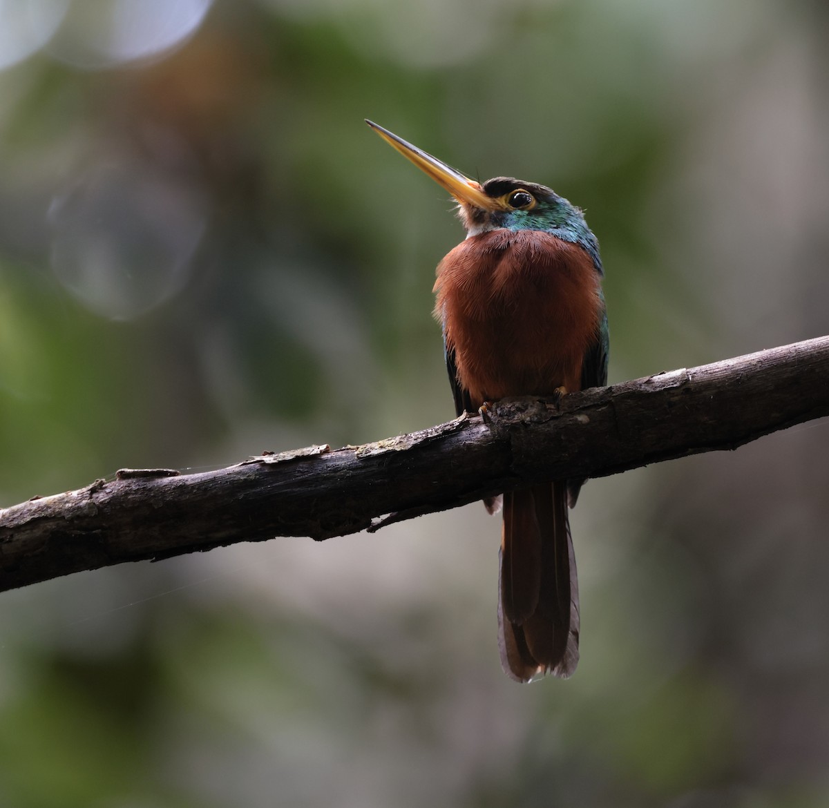 Yellow-billed Jacamar - David Ascanio