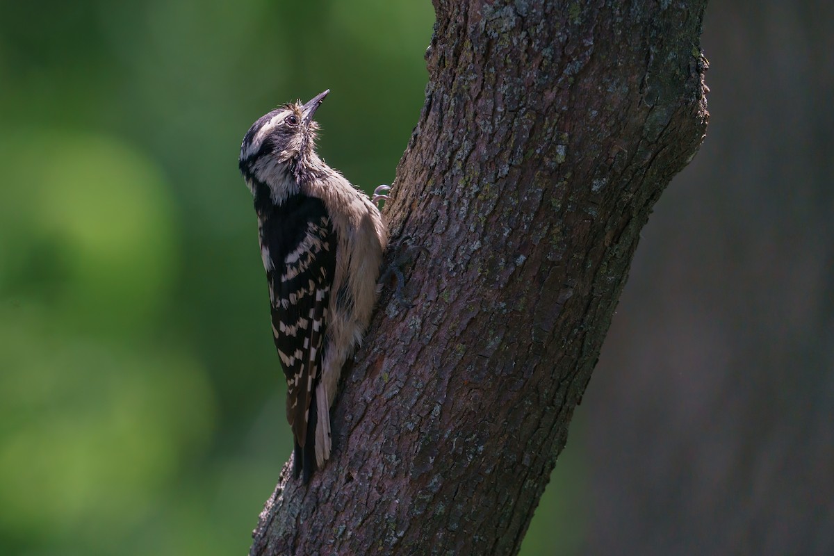 Downy Woodpecker - Rick Wilhoit