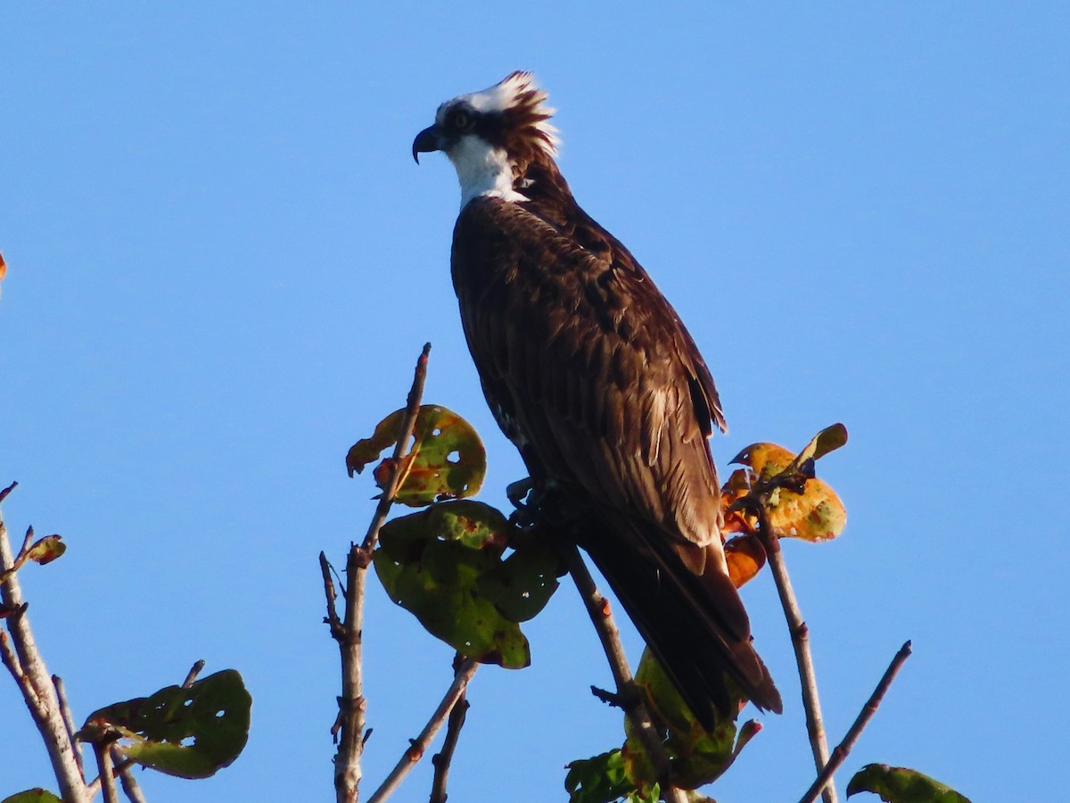 Osprey (carolinensis) - Shane Patterson