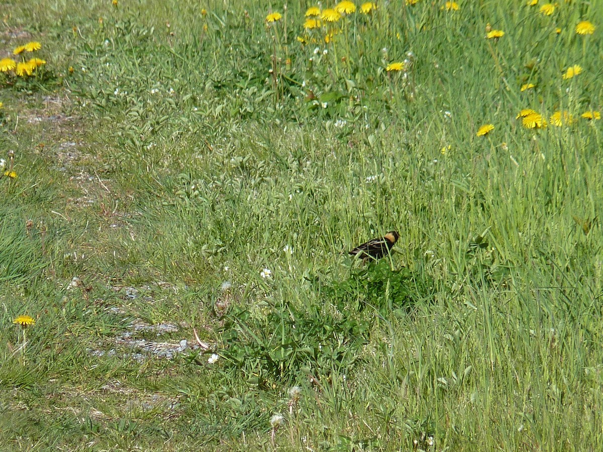 Bobolink - ML619235805