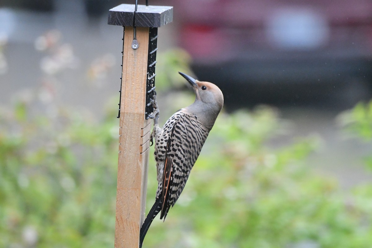 Northern Flicker (Red-shafted) - ML619235812