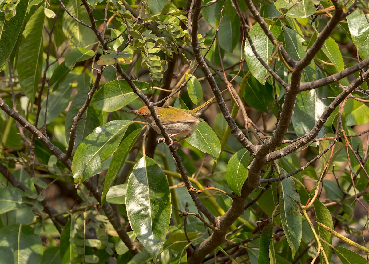 Common Tailorbird - Ma Yan Bryant