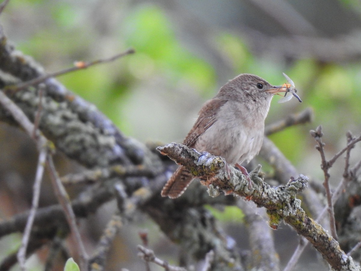 House Wren - ML619235868