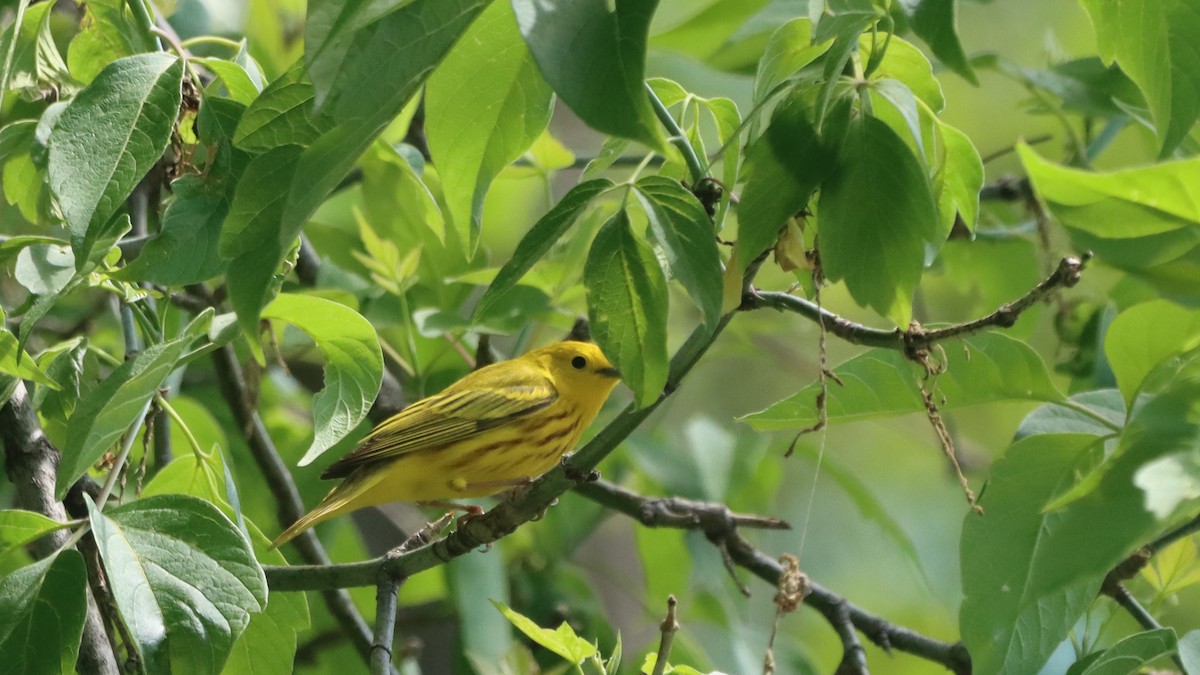 Yellow Warbler - malcolm mcrae
