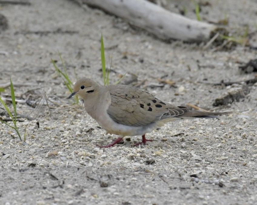 Mourning Dove - Heather Pickard