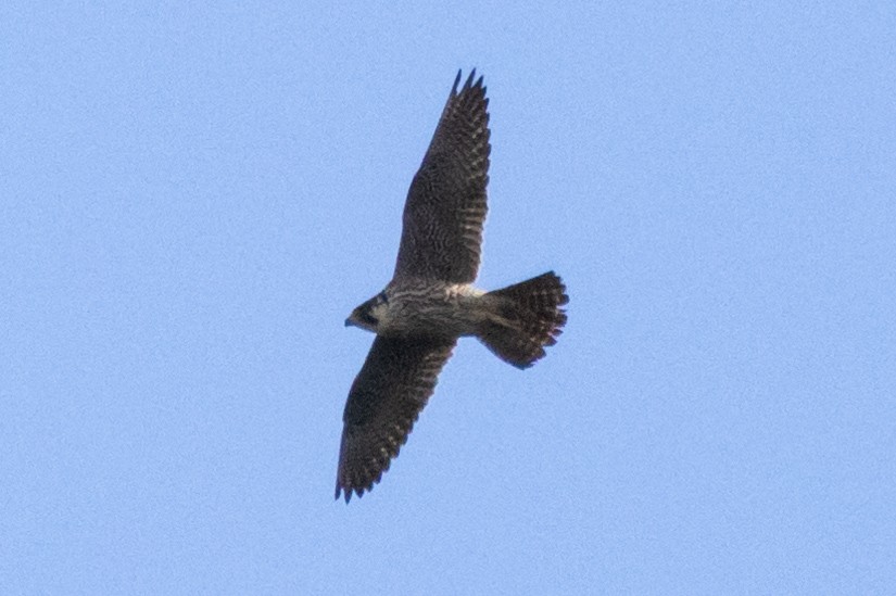 Peregrine Falcon - Jon White