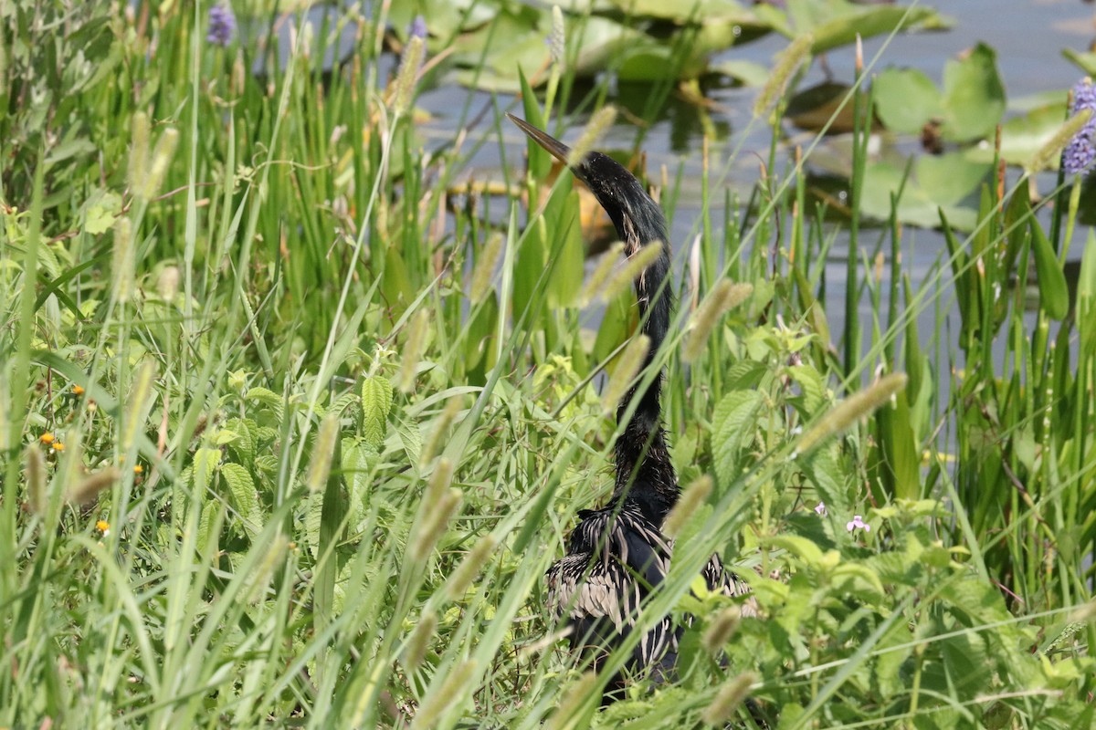 anhinga americká - ML619235896