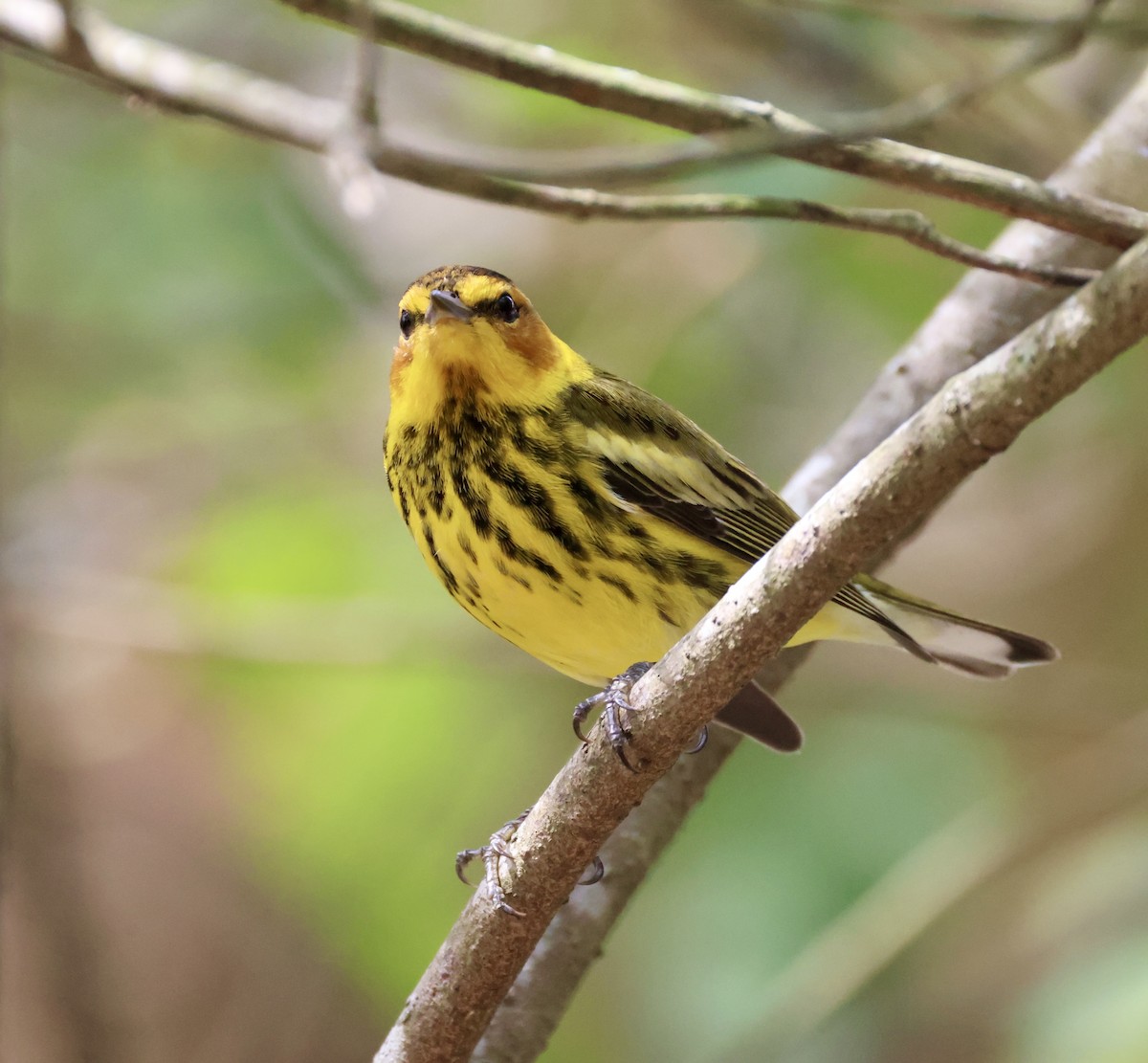 Cape May Warbler - Cheryl Rosenfeld