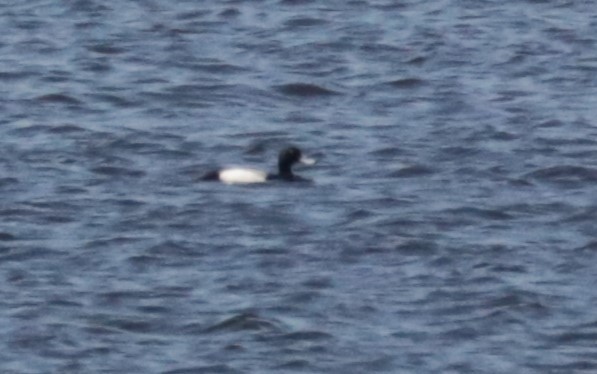 Greater Scaup - Émile Brisson-Curadeau