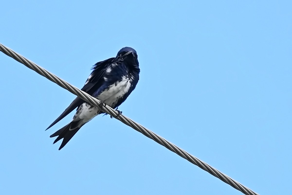 Caribbean Martin - James Cosgrove