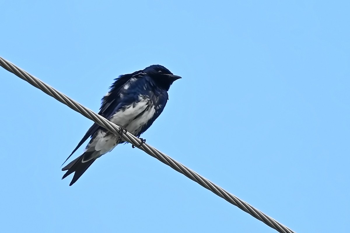 Caribbean Martin - James Cosgrove