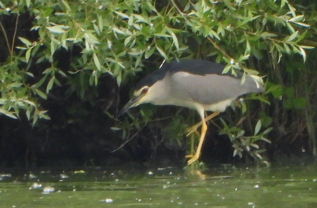 Black-crowned Night Heron - Jiří Šafránek