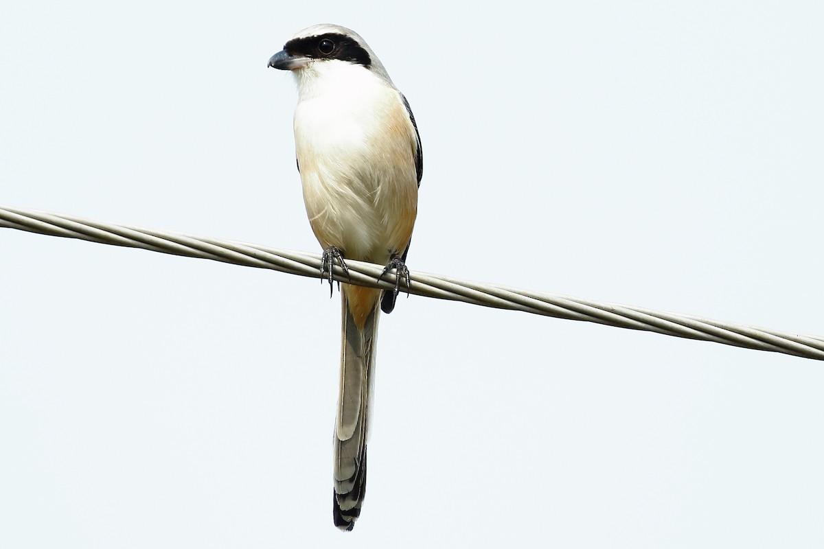 Long-tailed Shrike - Christopher Escott