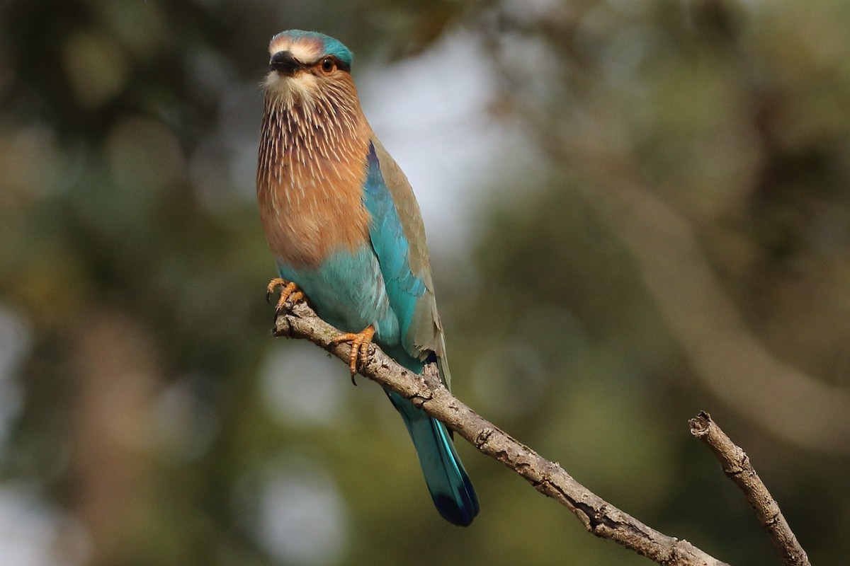 Indian Roller - Christopher Escott