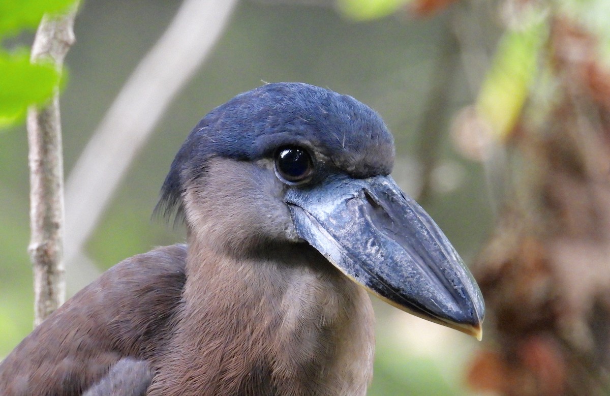 Boat-billed Heron - Alejandra Pons