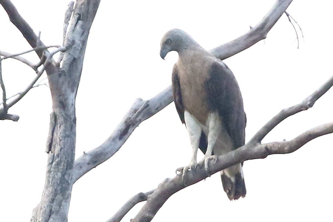 Gray-headed Fish-Eagle - Christopher Escott