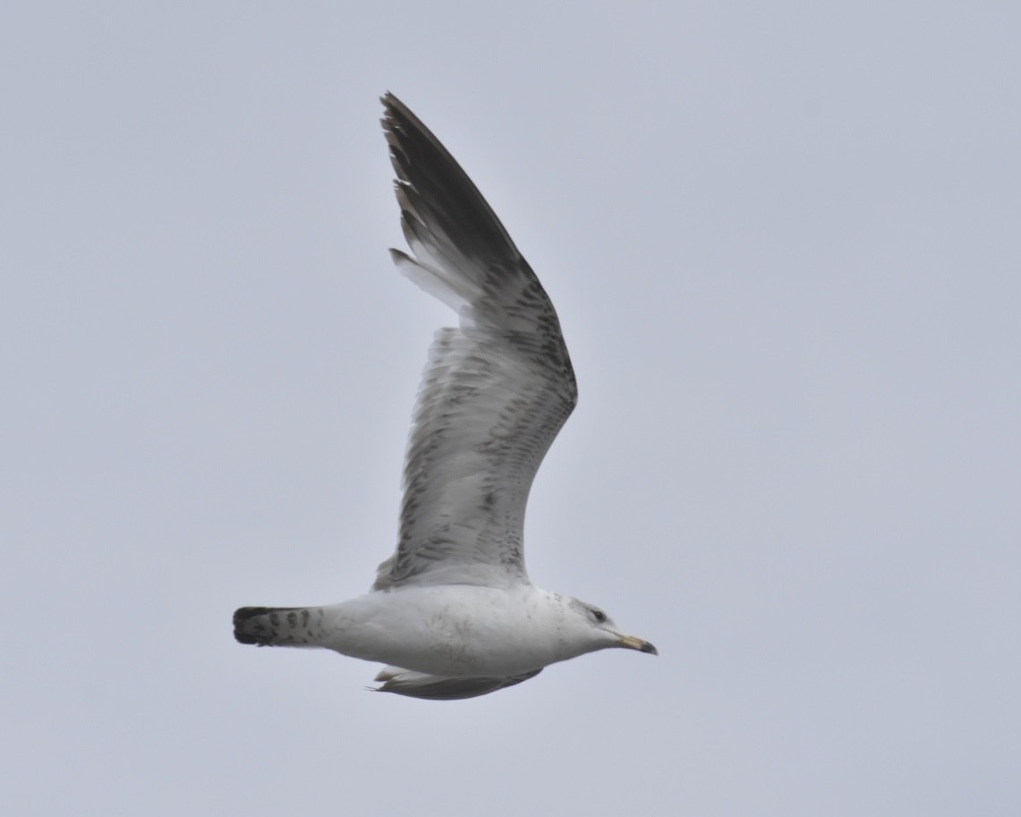 Ring-billed Gull - Heather Pickard