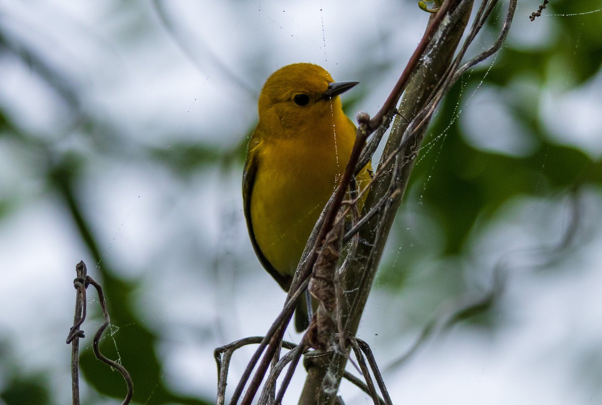 Prothonotary Warbler - ML619236035