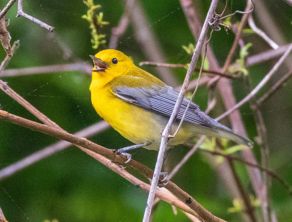 Prothonotary Warbler - ML619236036