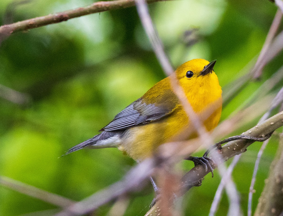 Prothonotary Warbler - ML619236037