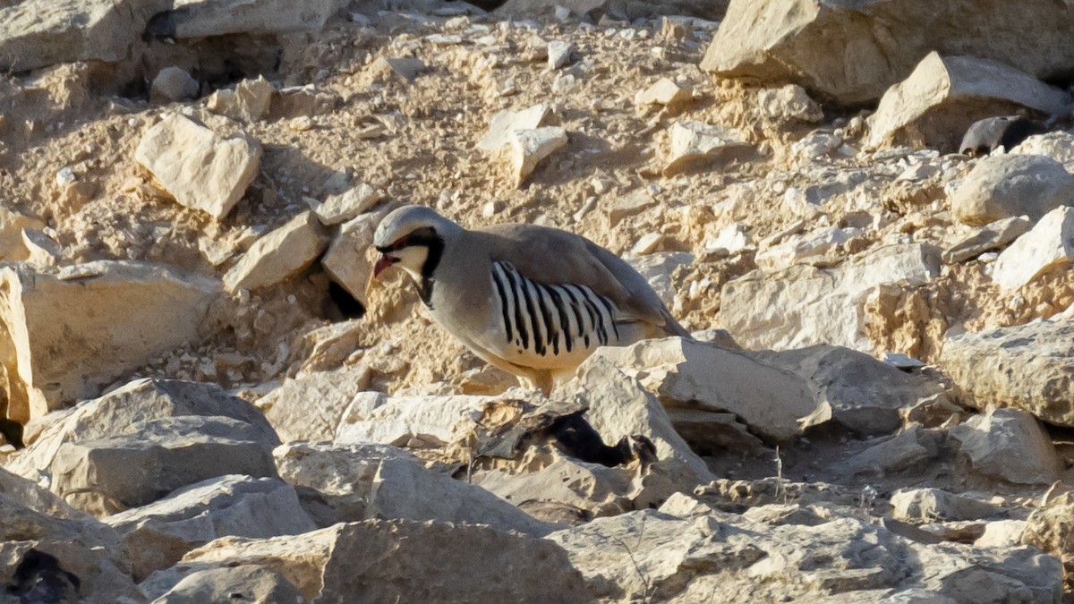 Chukar - ML619236046