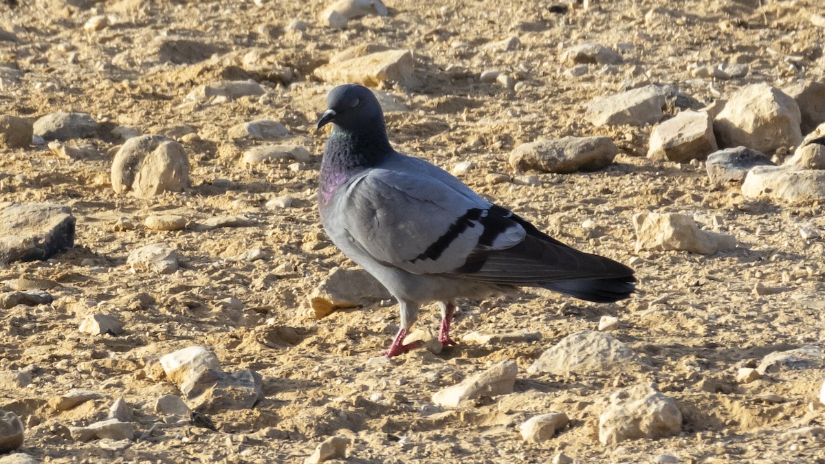 Rock Pigeon - Yehiel Engel