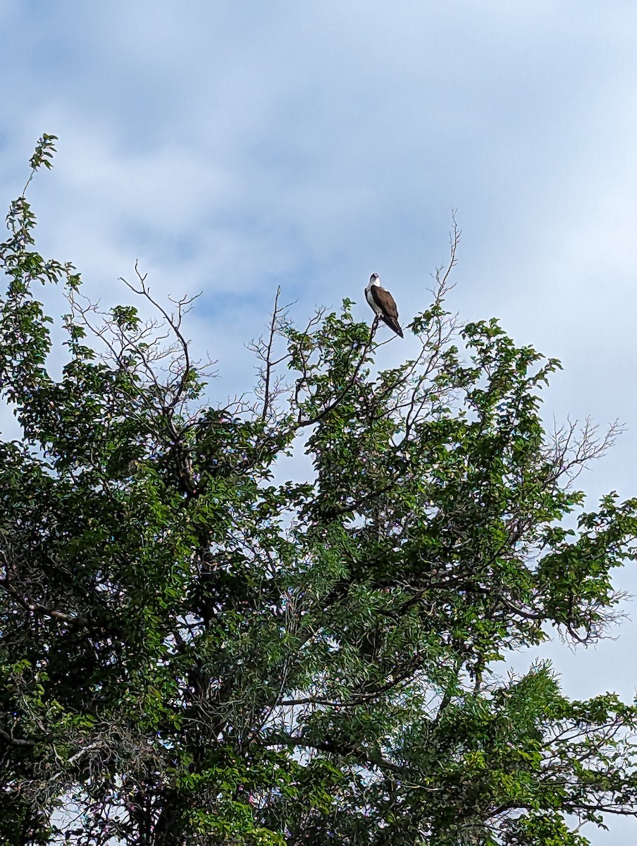 Águila Pescadora - ML619236060