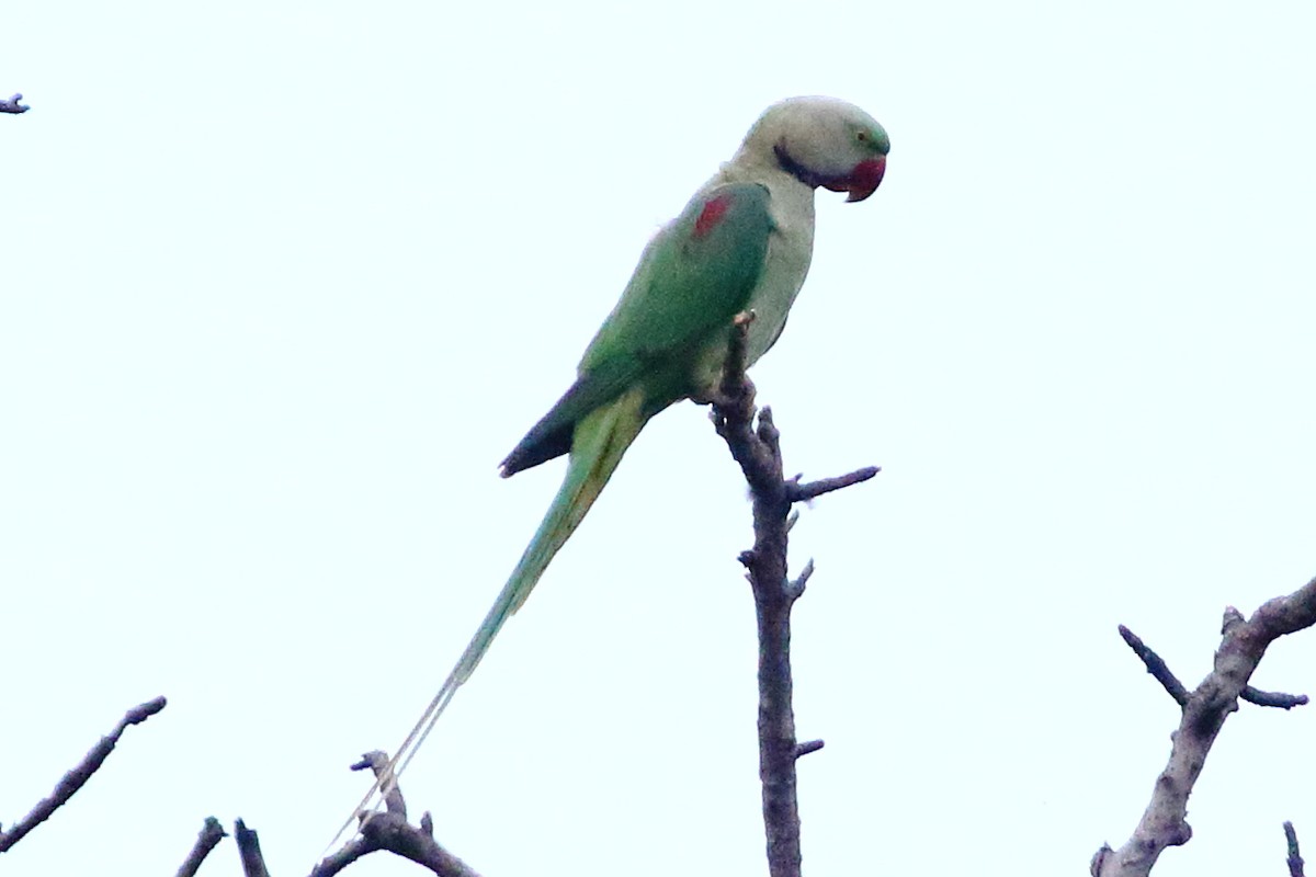 Alexandrine Parakeet - Christopher Escott