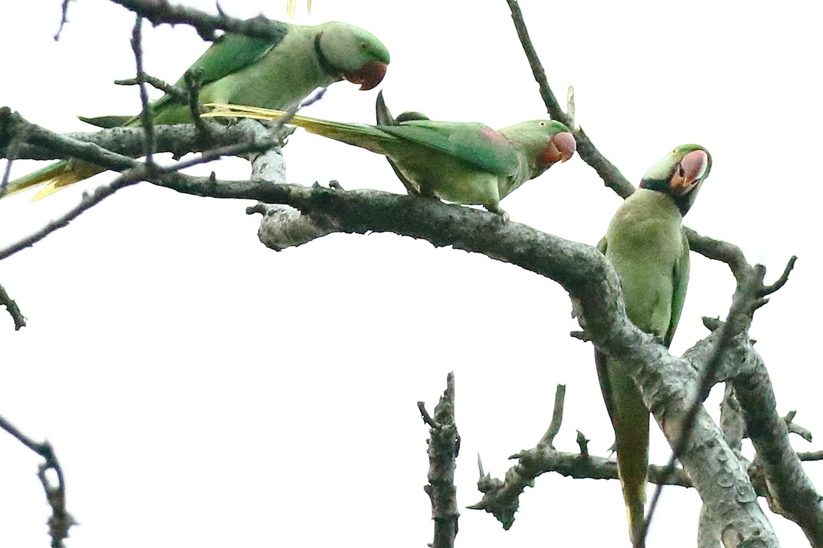 Alexandrine Parakeet - Christopher Escott