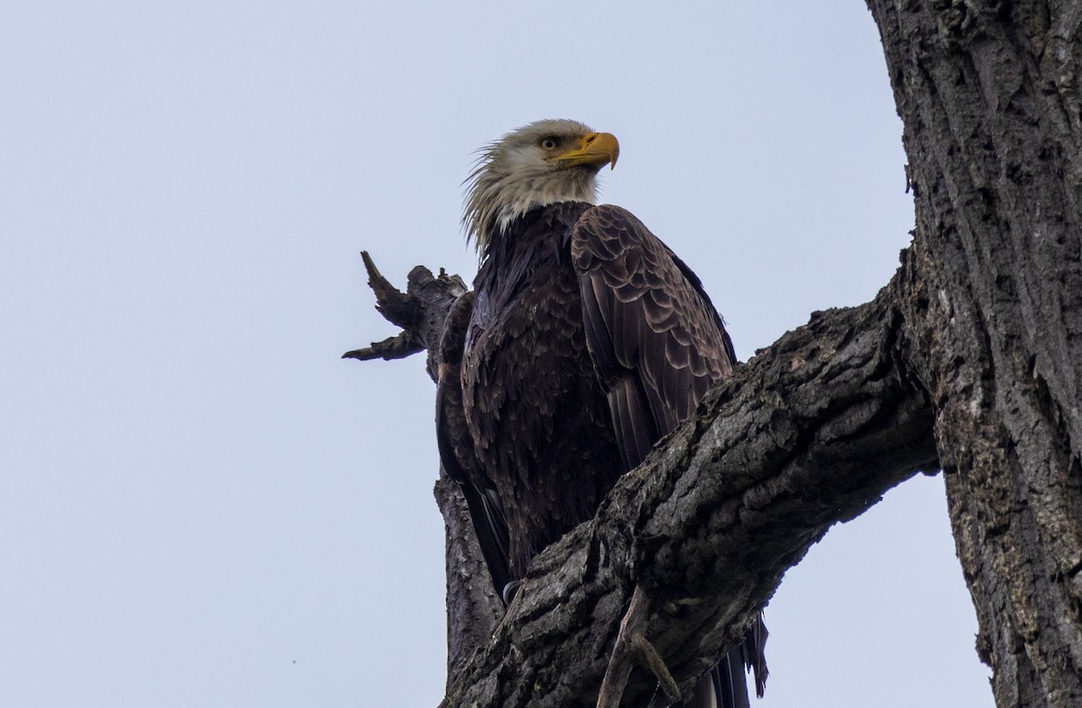 Bald Eagle - ML619236072