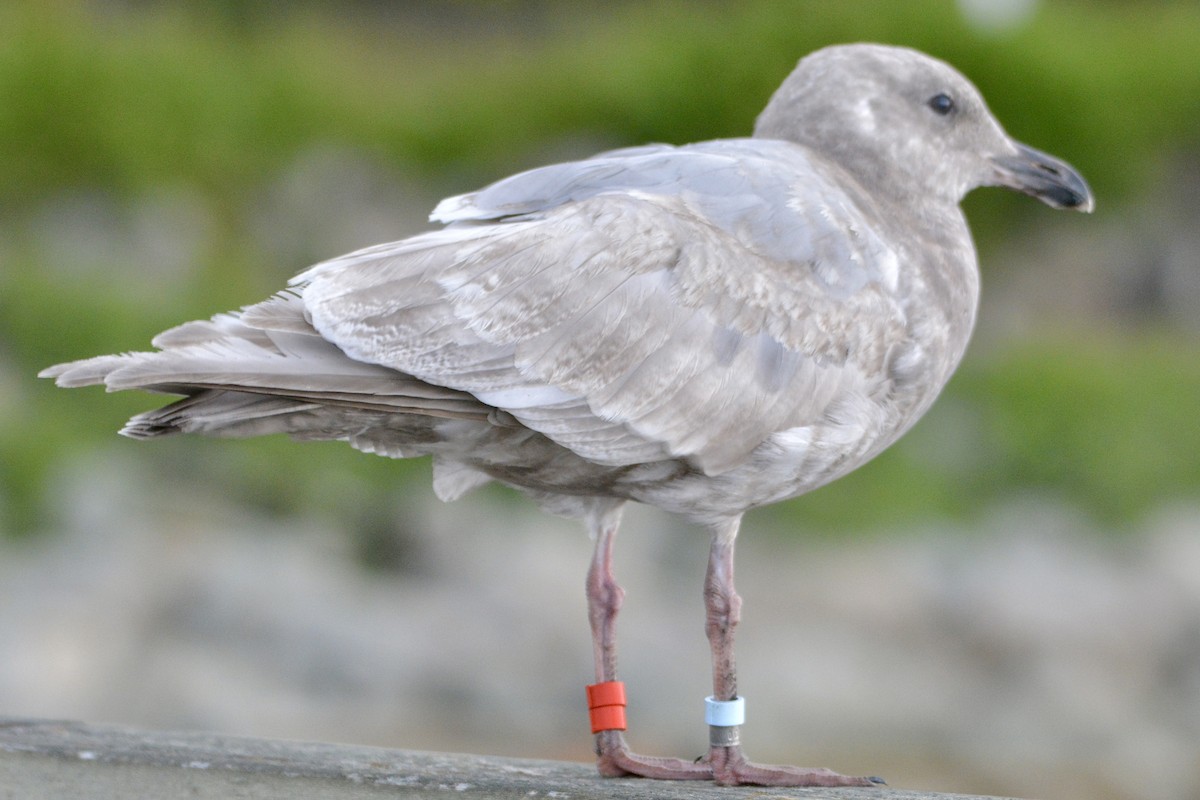 Glaucous-winged Gull - ML619236073