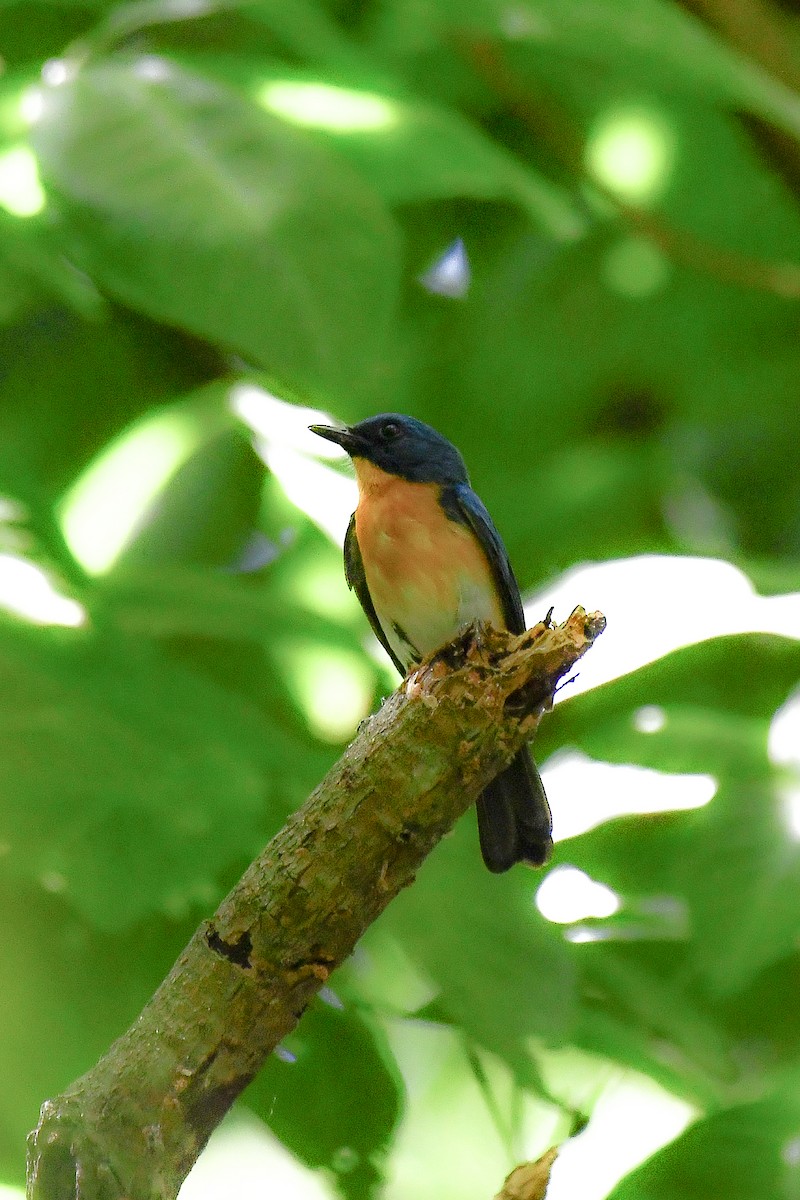 Tickell's Blue Flycatcher - Sathish Ramamoorthy