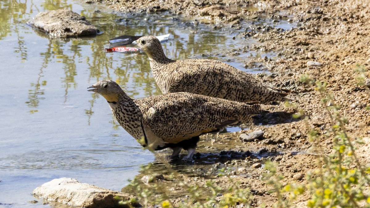 Black-bellied Sandgrouse - Yehiel Engel