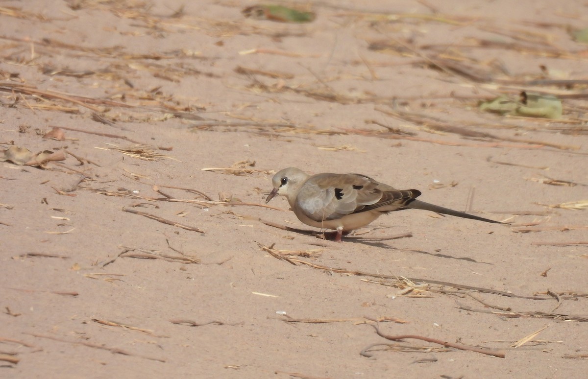 Namaqua Dove - ML619236089