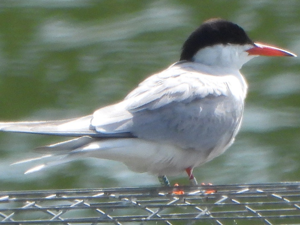 Common Tern - Jiří Šafránek